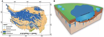 Rare bacterial biosphere is more environmental controlled and deterministically governed than abundant one in sediment of thermokarst lakes across the Qinghai-Tibet Plateau